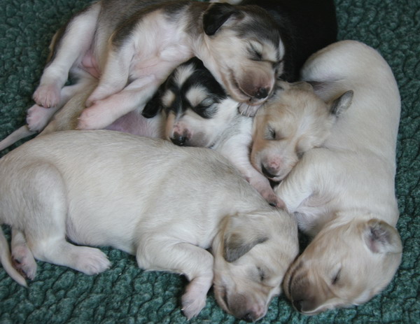 Saluki Welpen "Sawahin" 2 Wochen alt, Foto:D.Hintzenberg-Freisleben