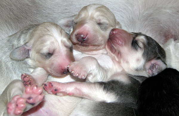 Saluki Welpen "Sawahin" 4 Tage alt - Foto:D.Hintzenberg-Freisleben