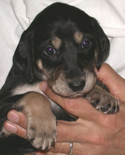 Saluki Welpe, 4 Wo, Foto: D.Hintzenberg-Freisleben