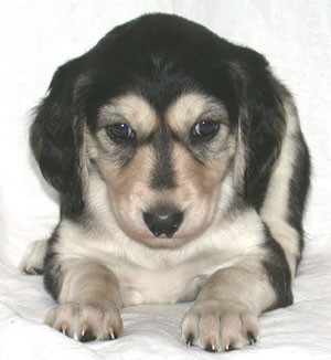 Saluki Welpe, 5 Wo, Foto: D.Hintzenberg-Freisleben