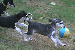 Sawahin Salukis E-Wurf Foto: D.Hintzenberg-Freisleben