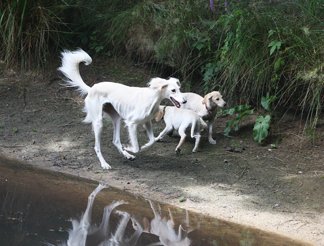 CH Dakira Sawahin mit ihren Welpen Foto: D.Hintzenberg-Freisleben