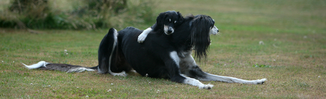 Sawahin Salukis, Akazzis Welpe, Foto: D.Hintzenberg-Freisleben