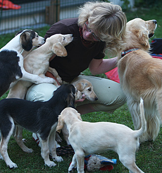 Sawahin Salukis, G-Wurf, Foto: D.Hintzenberg-Freisleben