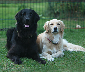 Sawahin Salukis, G-Wurf, Foto: D.Hintzenberg-Freisleben