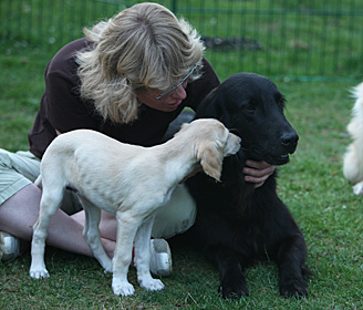Sawahin Salukis, G-Wurf, Foto: D.Hintzenberg-Freisleben