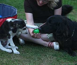 Sawahin Salukis, G-Wurf, Foto: D.Hintzenberg-Freisleben