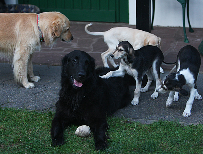 Sawahin Salukis, G-Wurf, Foto: D.Hintzenberg-Freisleben