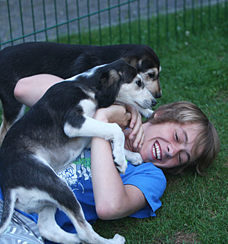 Sawahin Salukis, G-Wurf, Foto: D.Hintzenberg-Freisleben