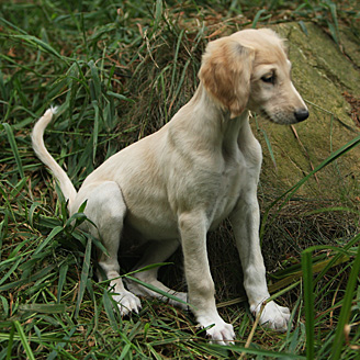 Sawahin Salukis, G-Wurf, Foto: D.Hintzenberg-Freisleben