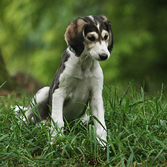 Sawahin Salukis, G-Wurf, Foto: D.Hintzenberg-Freisleben