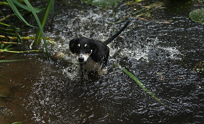 Sawahin Salukis, G-Wurf, Foto: D.Hintzenberg-Freisleben