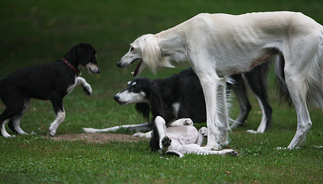 Sawahin Salukis, G-Wurf, Foto: D.Hintzenberg-Freisleben