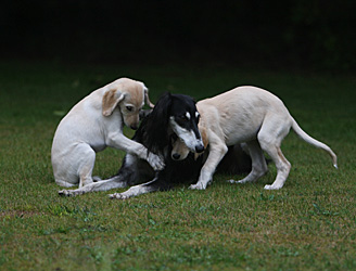 Sawahin Salukis, G-Wurf, Foto: D.Hintzenberg-Freisleben