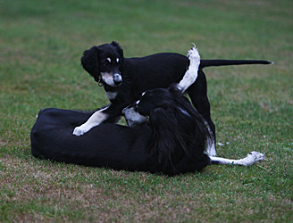 Sawahin Salukis, G-Wurf, Foto: D.Hintzenberg-Freisleben