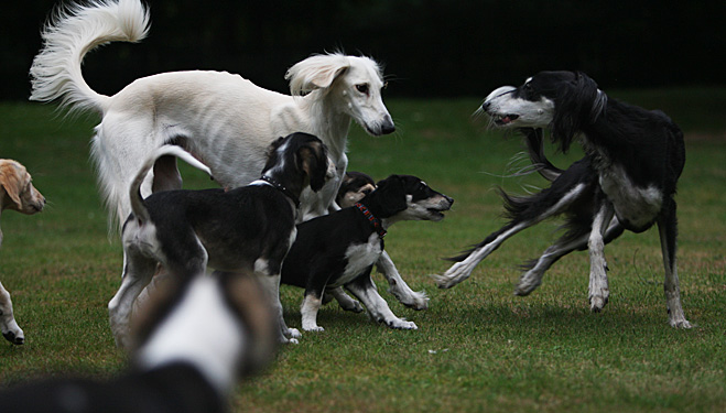 Sawahin Salukis, G-Wurf, Foto: D.Hintzenberg-Freisleben