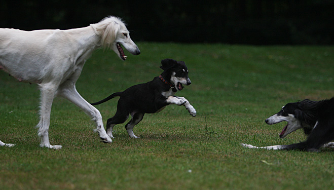 Sawahin Salukis, G-Wurf, Foto: D.Hintzenberg-Freisleben