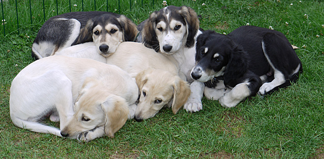 Sawahin Salukis, G-Wurf, Foto: D.Hintzenberg-Freisleben