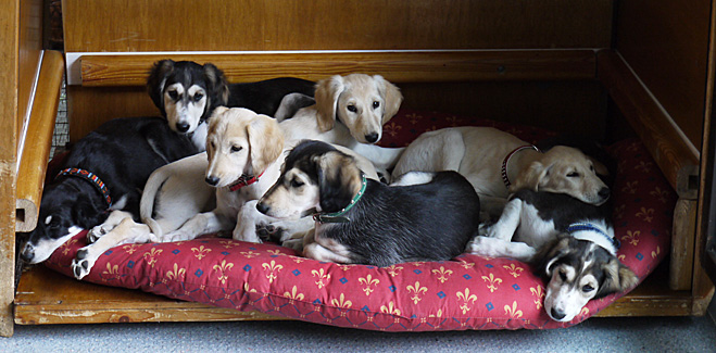 Sawahin Salukis, G-Wurf, Foto: D.Hintzenberg-Freisleben