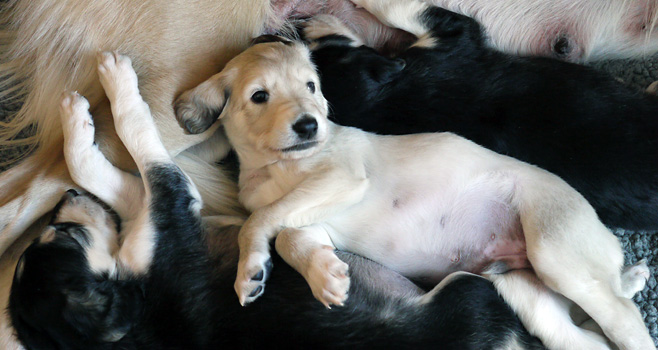 Sawahin Salukis Foto: D.Hintzenberg-Freisleben