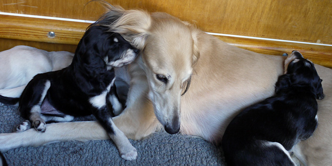 Sawahin Salukis Foto: D.Hintzenberg-Freisleben