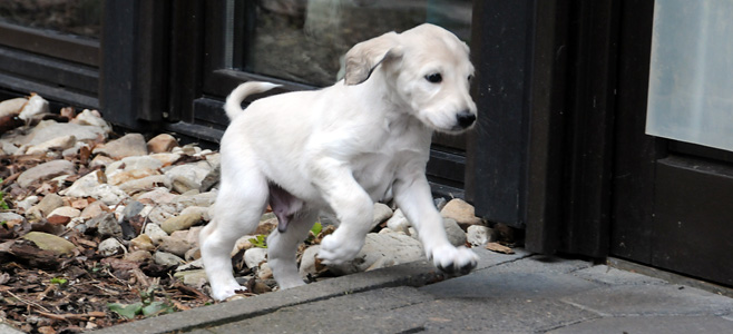 Sawahin Salukis Foto: D.Hintzenberg-Freisleben