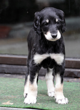 Sawahin Salukis Foto: D.Hintzenberg-Freisleben