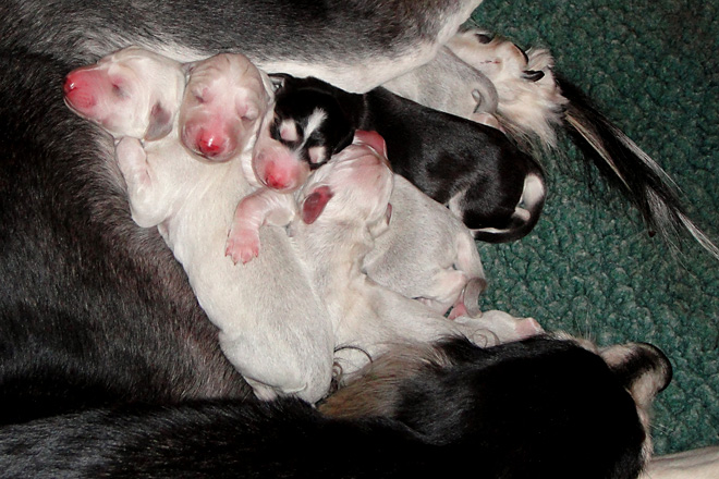 Sawahin-J2-Wurf: Chaliman und Keokeo, wenige Stunden alt, Foto: D.Hintzenberg-Freisleben