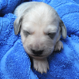 Sawahin Salukis J2-Wurf 2010, Foto: D.Hintzenberg-Freisleben