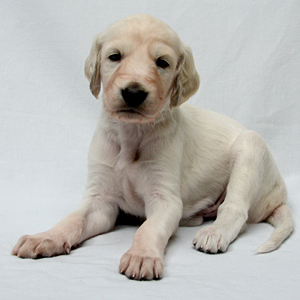 Sawahin Salukis - K-Wurf, 4 Wo, Foto: D.Hintzenberg-Freisleben