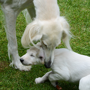Sawahin Salukis, 5 Wochen alt, Foto: D.Hintzenberg-Freisleben, www.sawahin.de
