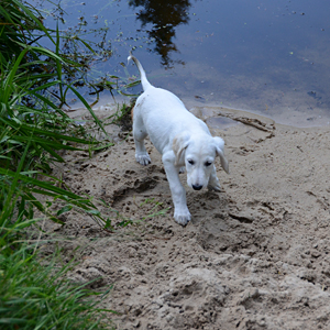 Sawahin Salukis, 8 Wochen, K-Wurf, Foto: D.Hintzenberg-Freisleben