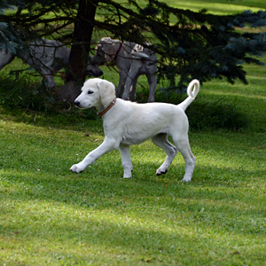 Sawahin Salukis, K-Wurf, 8 Wochen alt, Foto: D.Hintzenberg-Freisleben, www.salukis.de