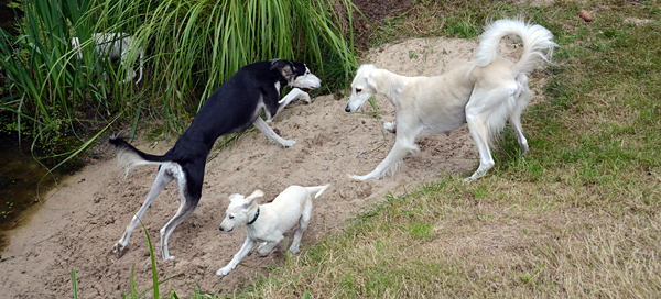 Sawahin Salukis, K-Wurf, 8 Wochen alt, Foto: D.Hintzenberg-Freisleben, www.salukis.de