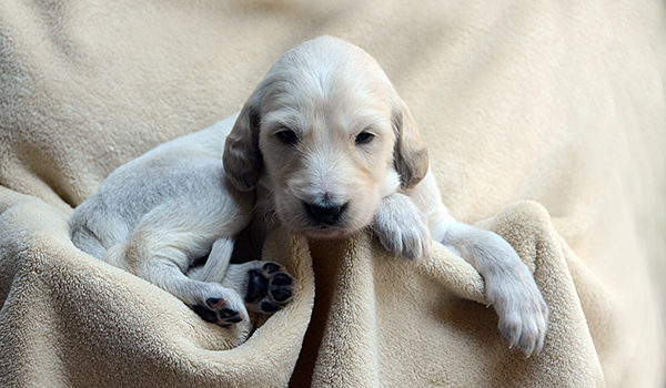 M-Wurf CH Chaliman Sawahin - CH Ganjana Sawahin, 3 Wochen alt, Foto: Dagmar Hintzenberg-Freisleben