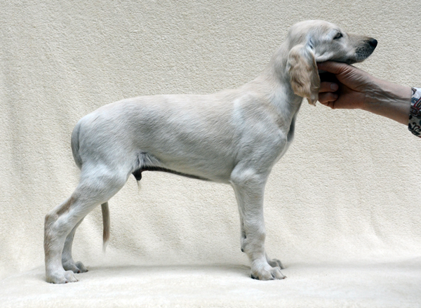 Sawahin Salukis, M-Wurf, geb. 12. 03.2013, Eltern: [CH Chaliman Sawahin - CH Ganjana Sawahin] 7 Wochen alt, Copyright D.Hintzenberg-Freisleben, Rde Nr. 1