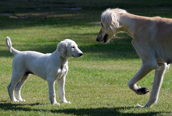 Sawahin Salukis, M-Wurf, geb. 12. 03.2013, Eltern: [CH Chaliman Sawahin - CH Ganjana Sawahin] 7 Wochen alt, Copyright D.Hintzenberg-Freisleben