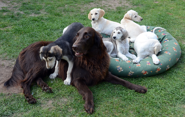 Sawahin Salukis, M-Wurf, geb. 12. 03.2013, Eltern: [CH Chaliman Sawahin - CH Ganjana Sawahin] 7 Wochen alt, Copyright D.Hintzenberg-Freisleben