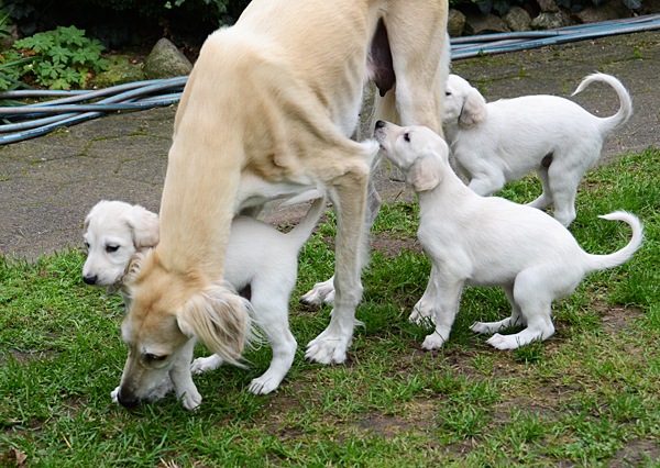 Sawahin Salukis, N-Wurf, 5 Wochen alt, Foto: D.Hintzenberg-Freisleben
